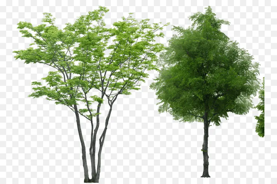 árbol，Representación PNG