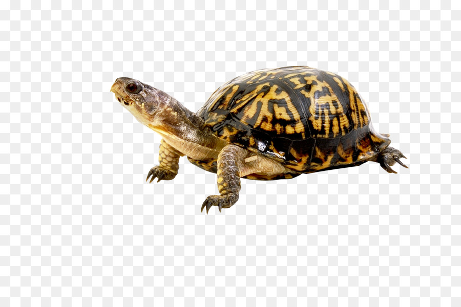 Tortuga，Mapache PNG