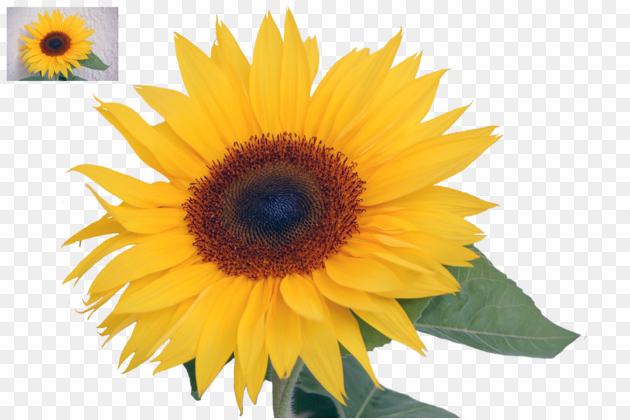 Girasol，Amarillo PNG