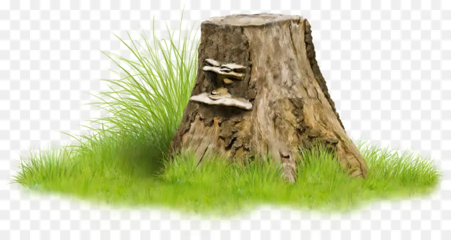 Tocón De árbol，árbol PNG