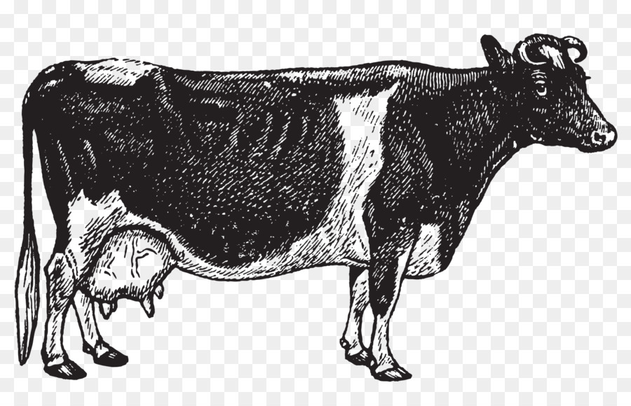 Vaca Blanca Y Negra，Ganado PNG