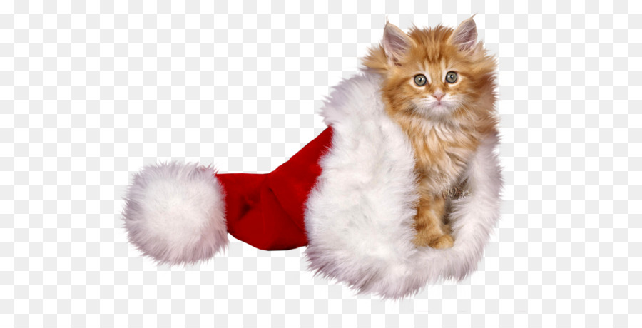 Gatito，Gorro De Papá Noel PNG