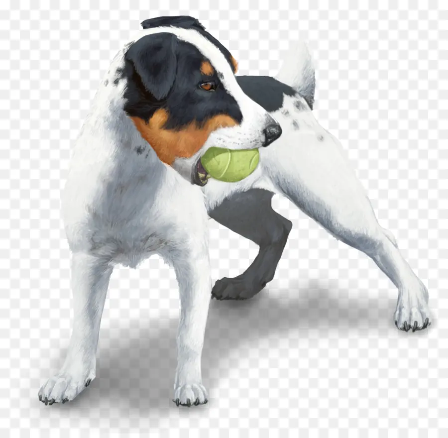 Raza De Perro，Jack Russell Terrier PNG