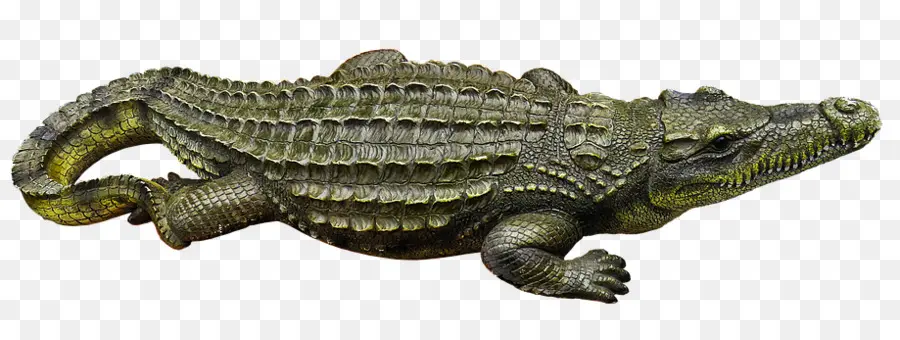 Cocodrilo，Reptil PNG