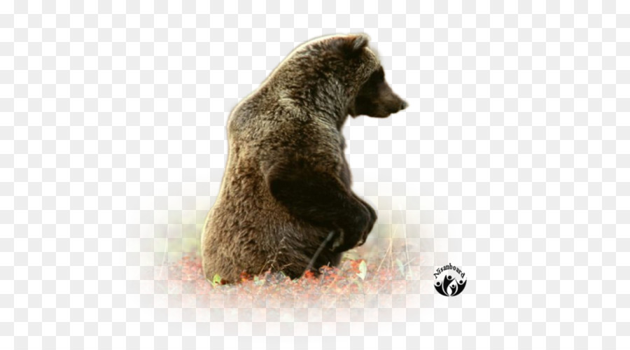 Grizzly Bear，Oso Pardo PNG