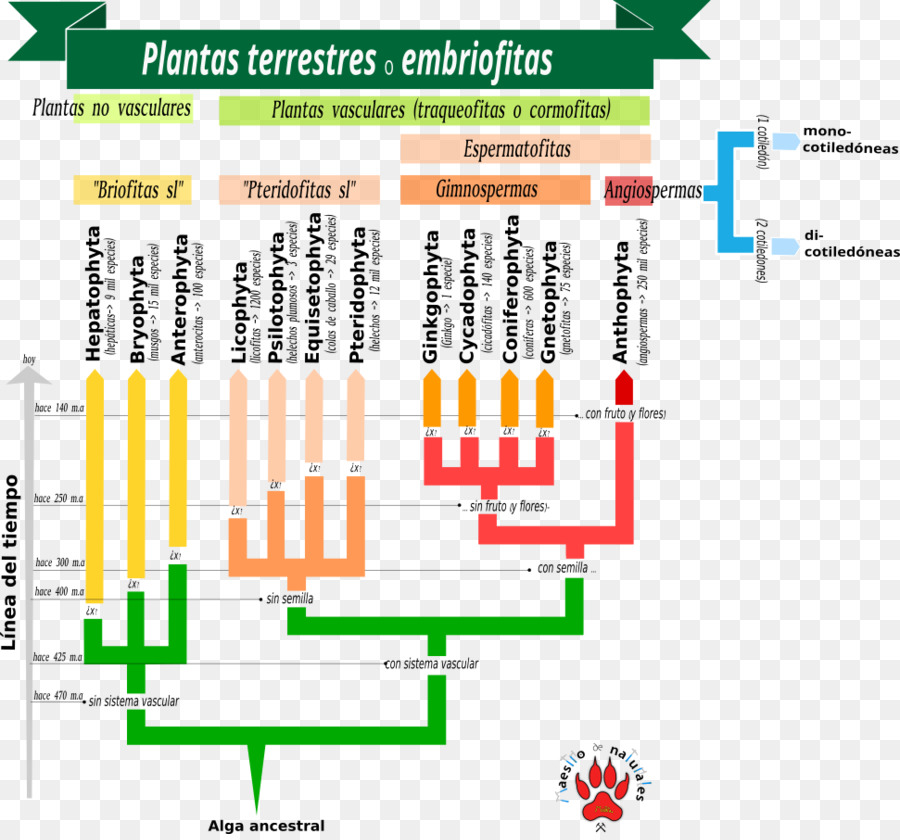 Las Plantas De Semillas，Plantas Vasculares PNG