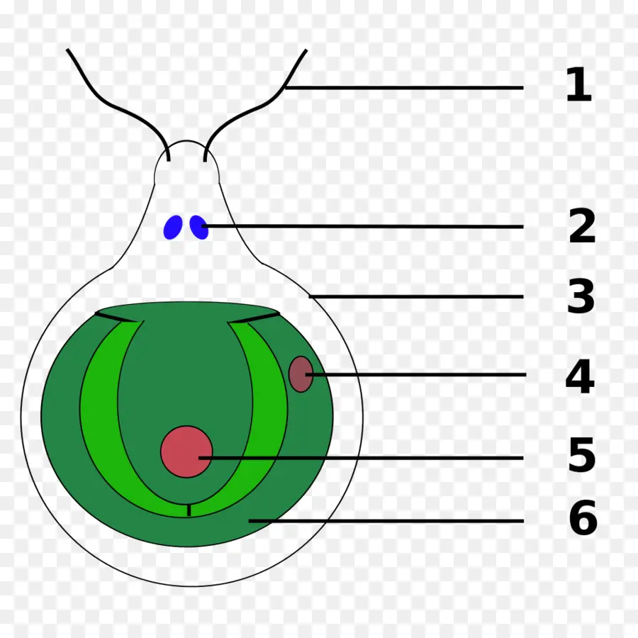 Diagrama De Celdas，Biología PNG