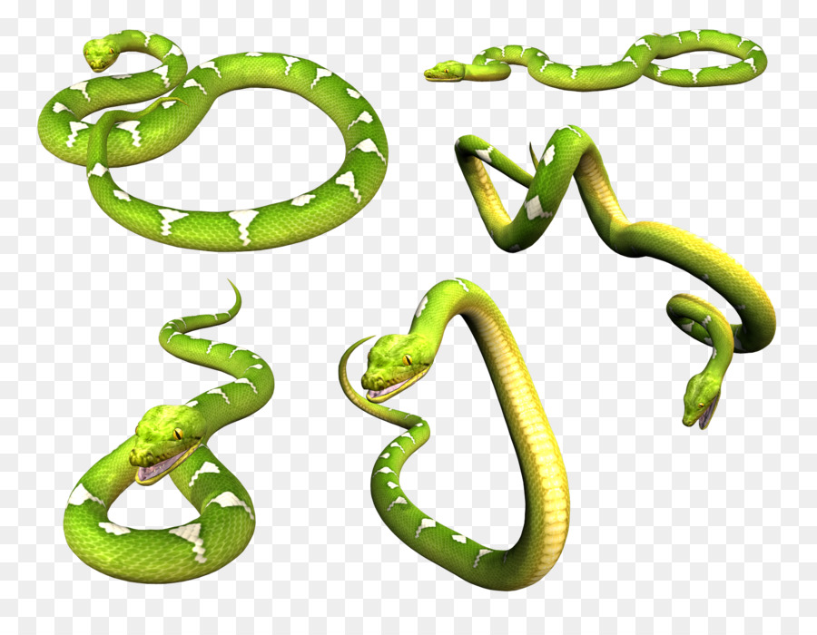 La Serpiente，Oriental Mamba Verde PNG