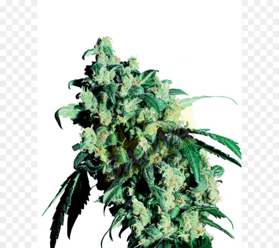 Cannabis Cup，Skunk PNG