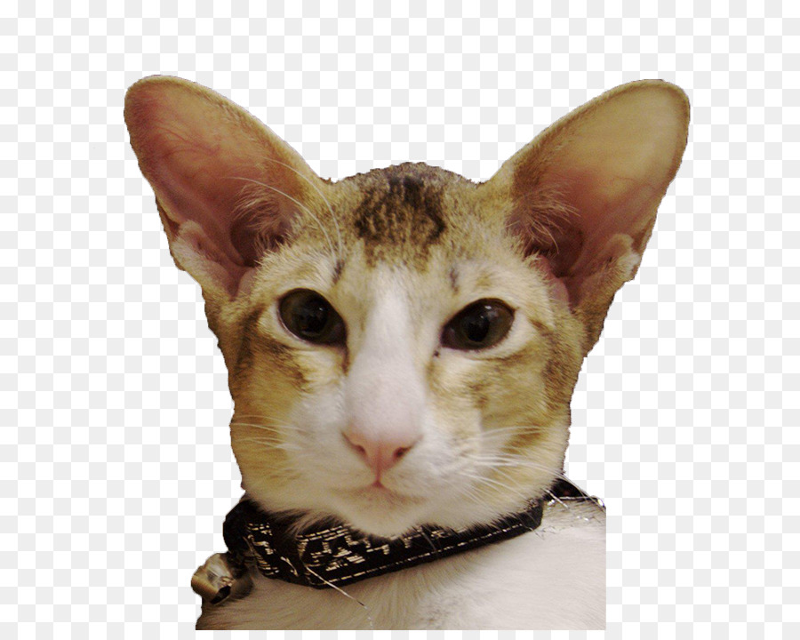 Oriental Shorthair，German Rex PNG