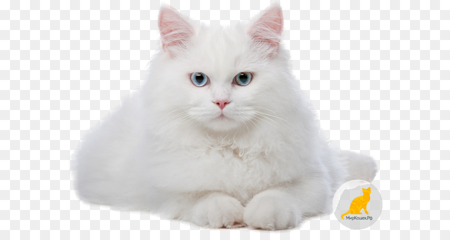 Gatito，Chantillytiffany PNG