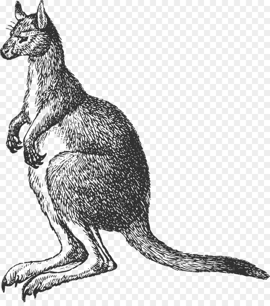 Canguro，Marsupial PNG