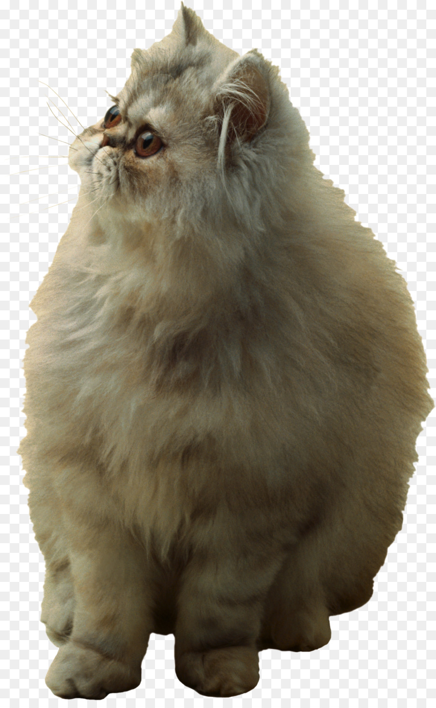 Gato Persa，Asiático Semilonghair PNG