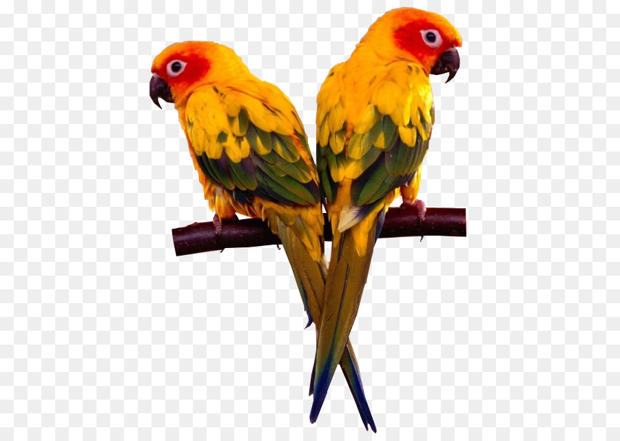 Loros，Aves PNG