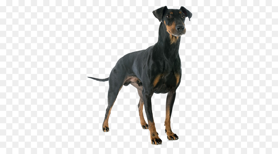 El Manchester Terrier，Juguete Manchester Terrier PNG