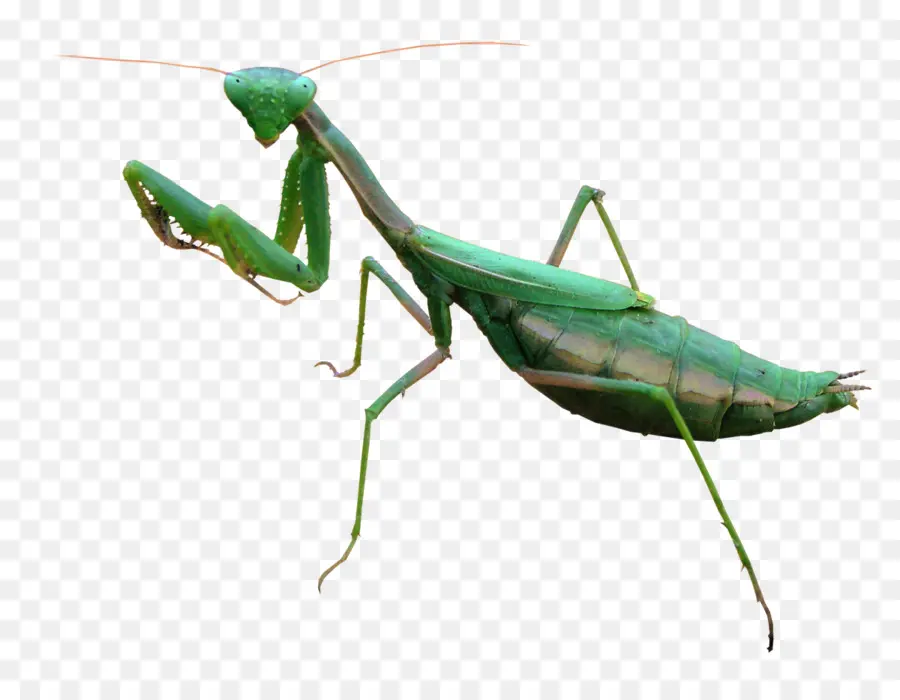 Mantis Religiosa，Verde PNG