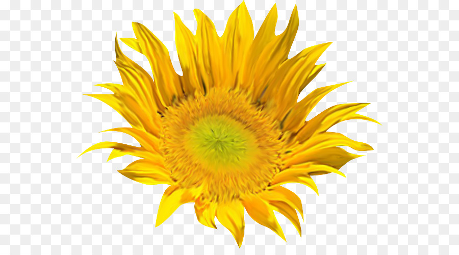 Girasol Amarillo，Planta PNG