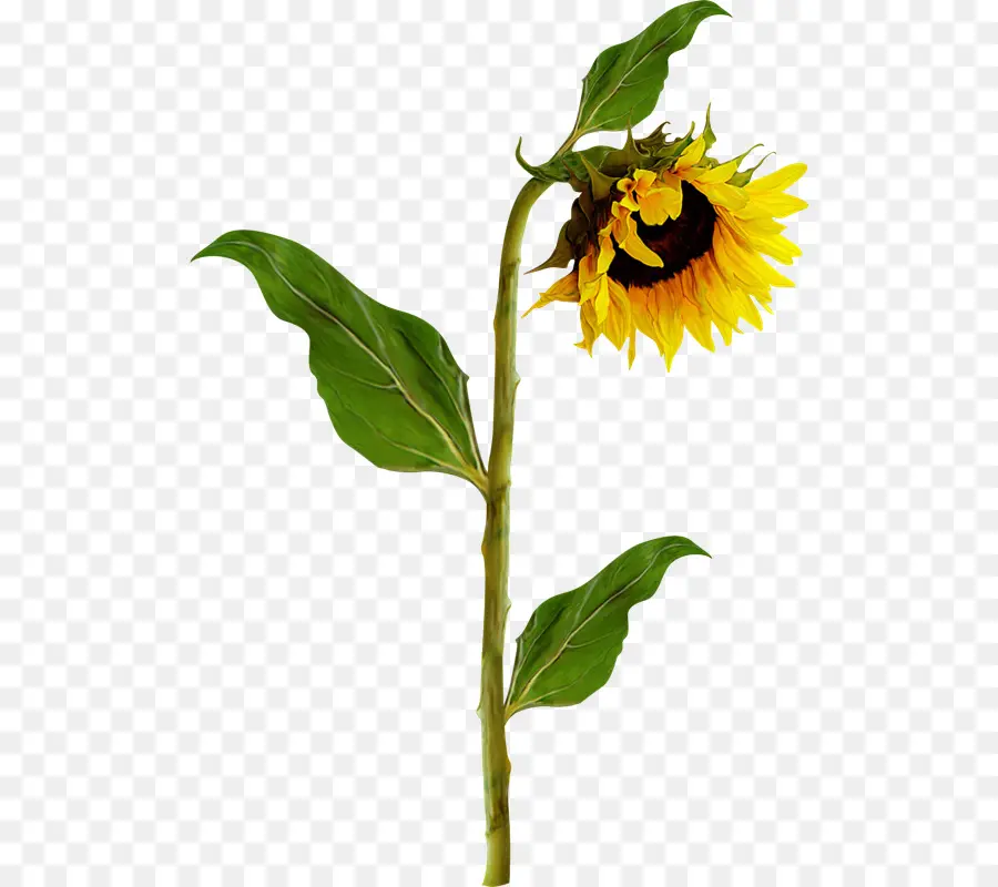 Girasol，Amarillo PNG