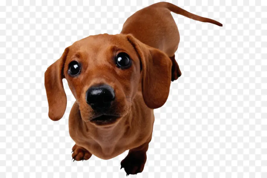 Perro De Terranova，Cuidado De Mascotas PNG