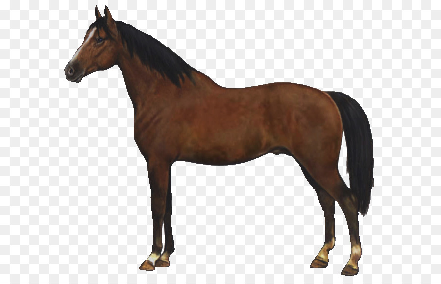 Gelderland Caballo，American Quarter Horse PNG