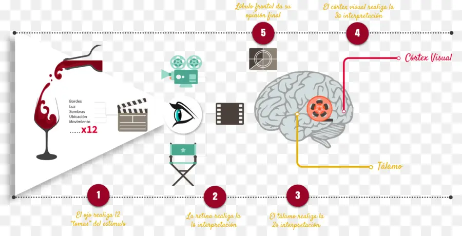 Diagrama Del Cerebro，Corteza Visual PNG