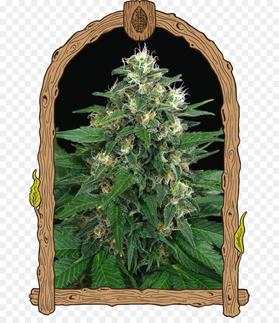 Canabis，Marijuana PNG