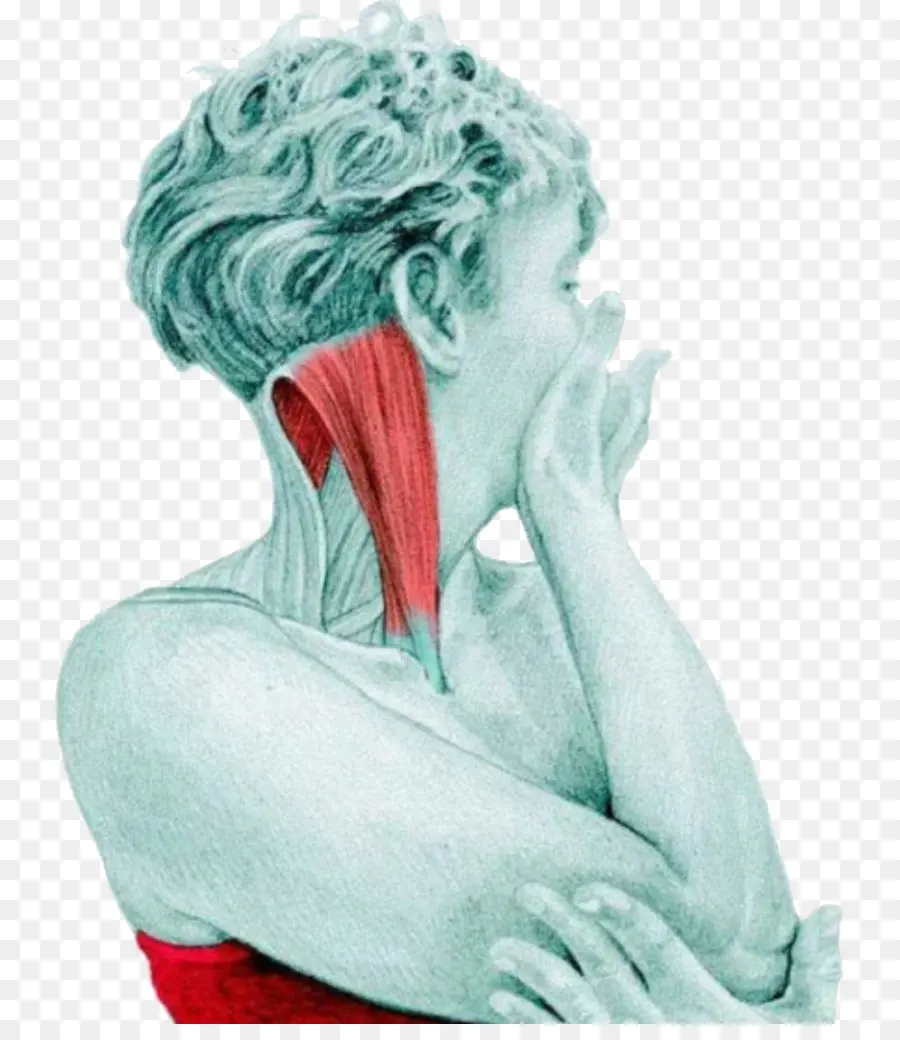 Músculos Del Cuello，Músculo PNG