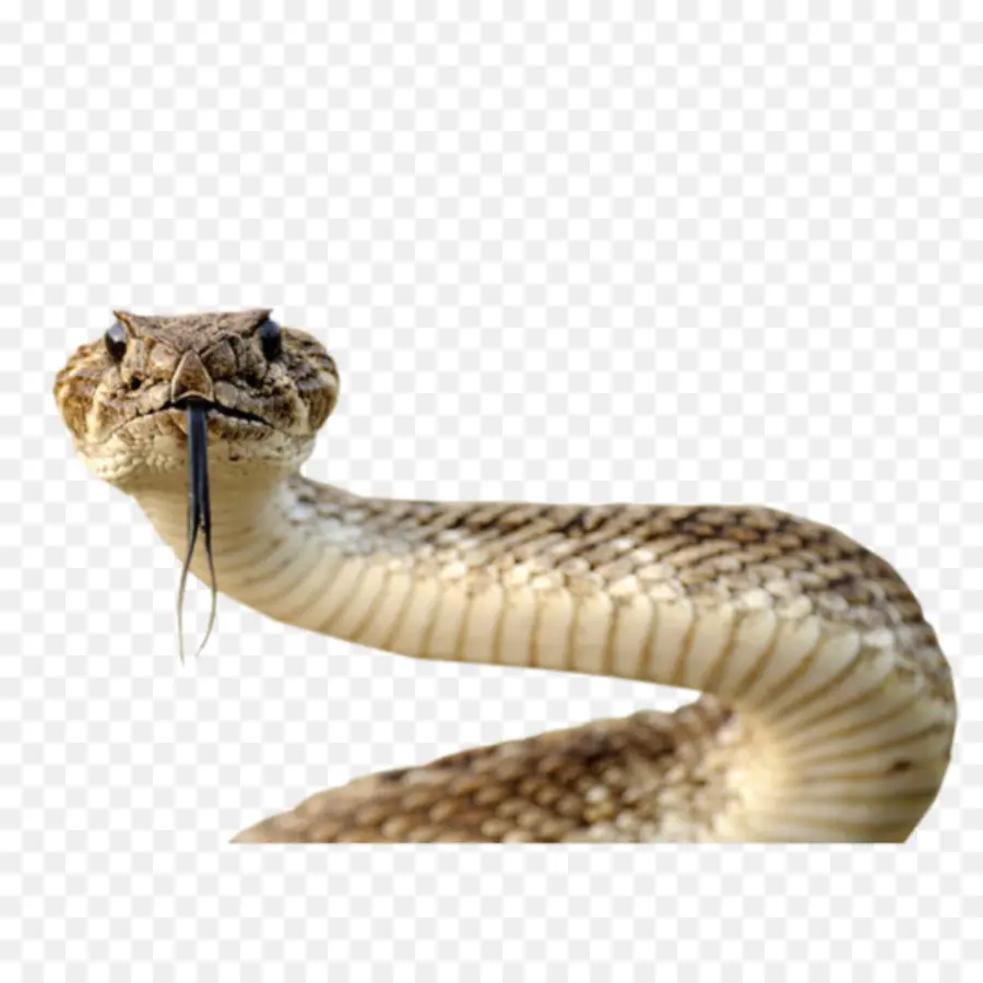 Serpiente，Reptil PNG