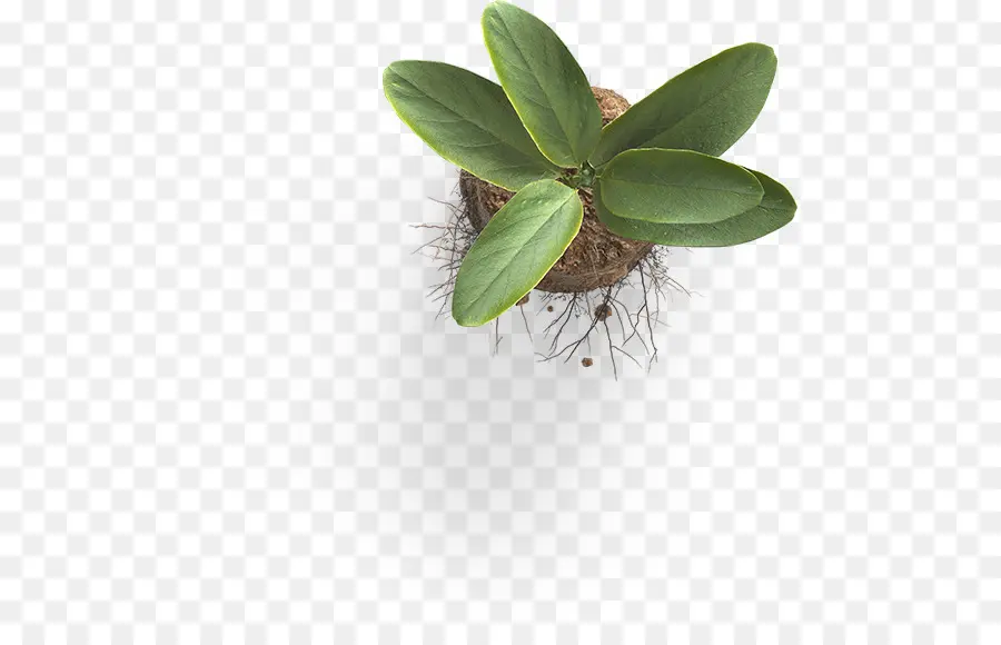 Planta，Hojas PNG