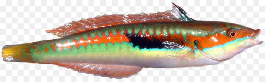 Sardina，Los Peces PNG