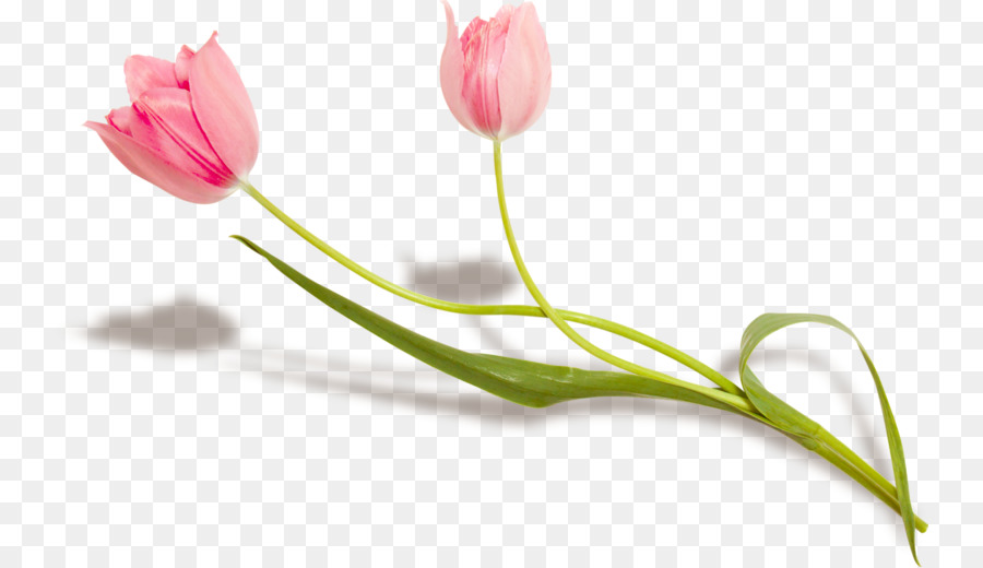 Flor，Señora Tulip PNG