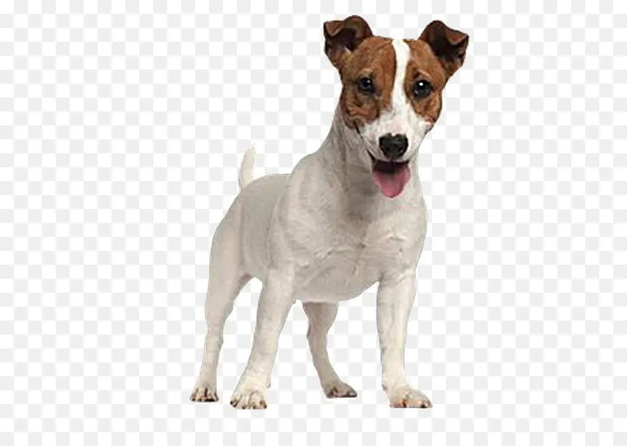 Perro，Mascota PNG