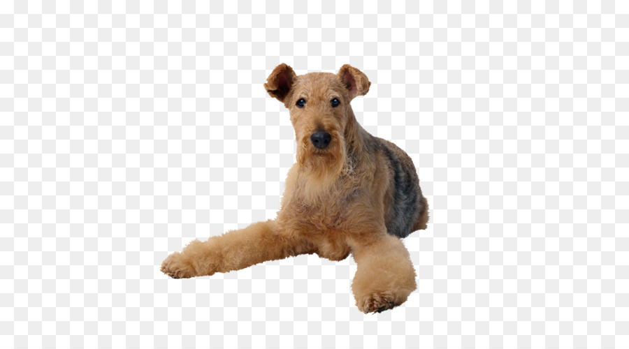 Airedale Terrier，Gato PNG