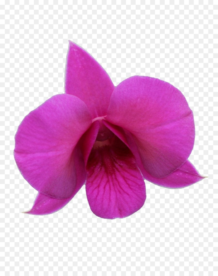 Queensland，La Polilla De Las Orquídeas PNG