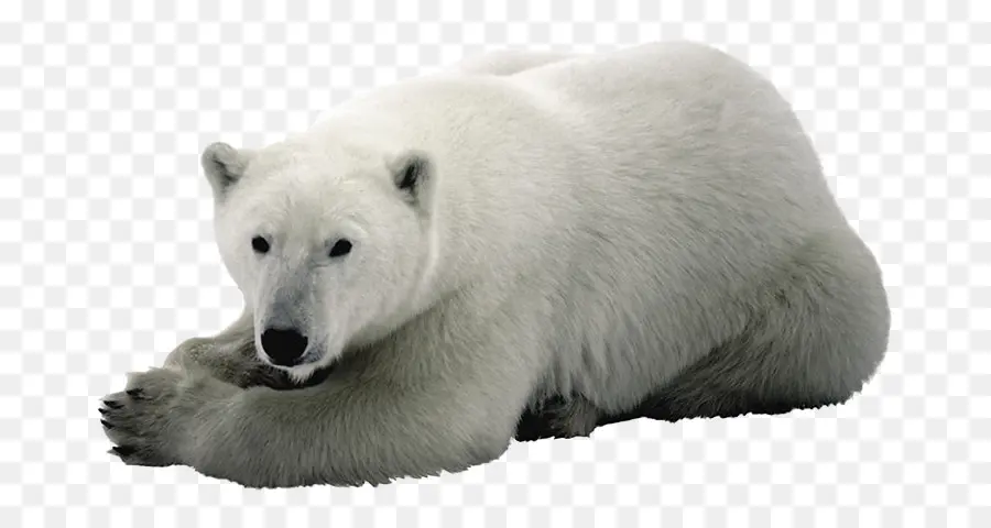 Oso Polar Acostado，Mintiendo PNG