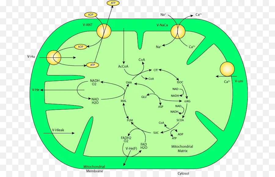 Mitocondrias，Celúla PNG