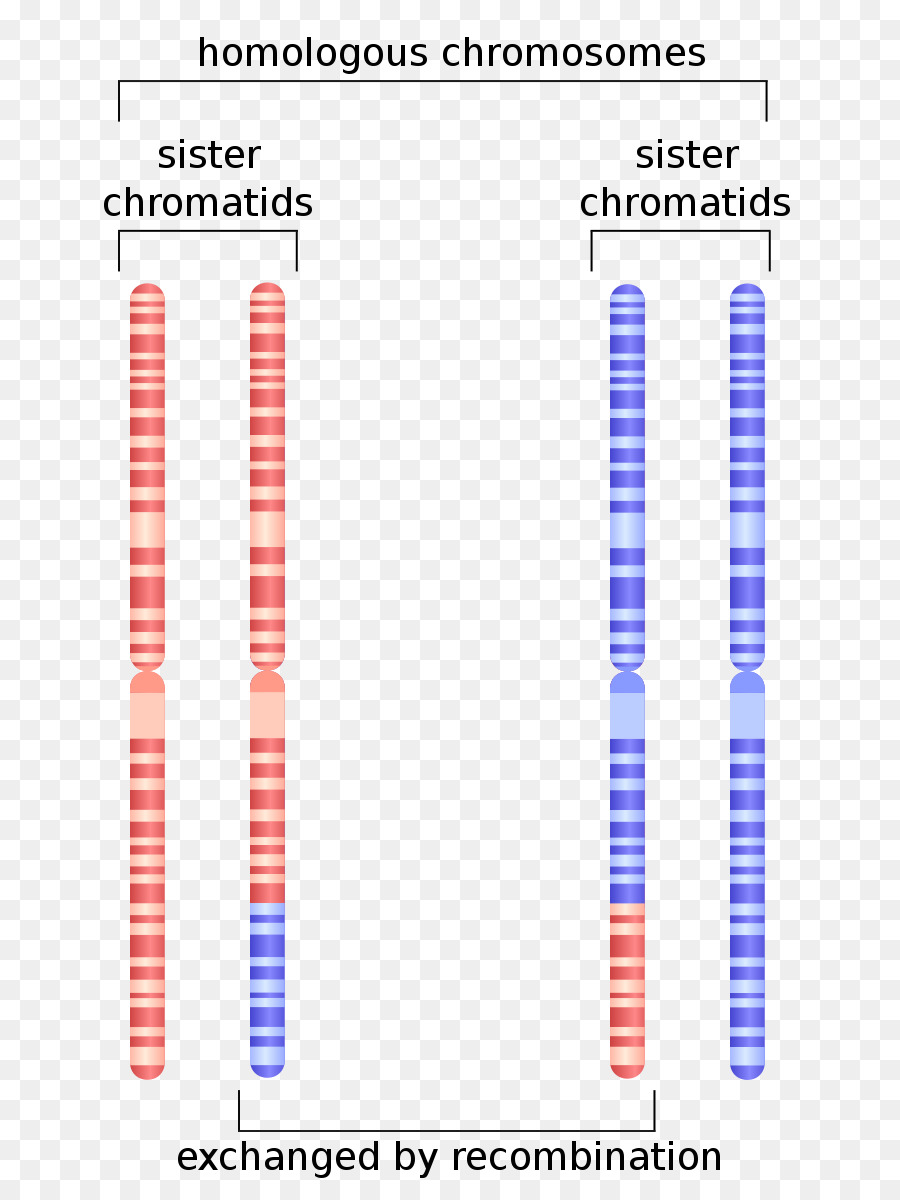 Las Cromátidas Hermanas，Cromosoma Homólogo PNG