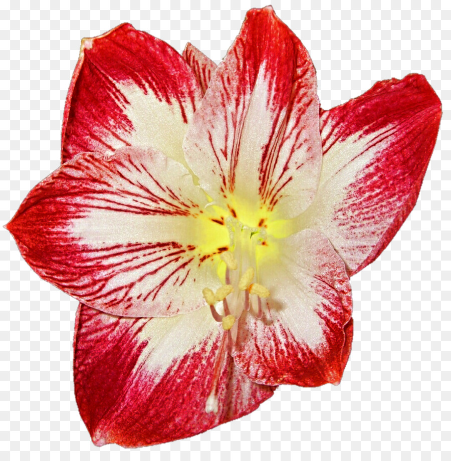 Jersey Lily，Amarilis PNG