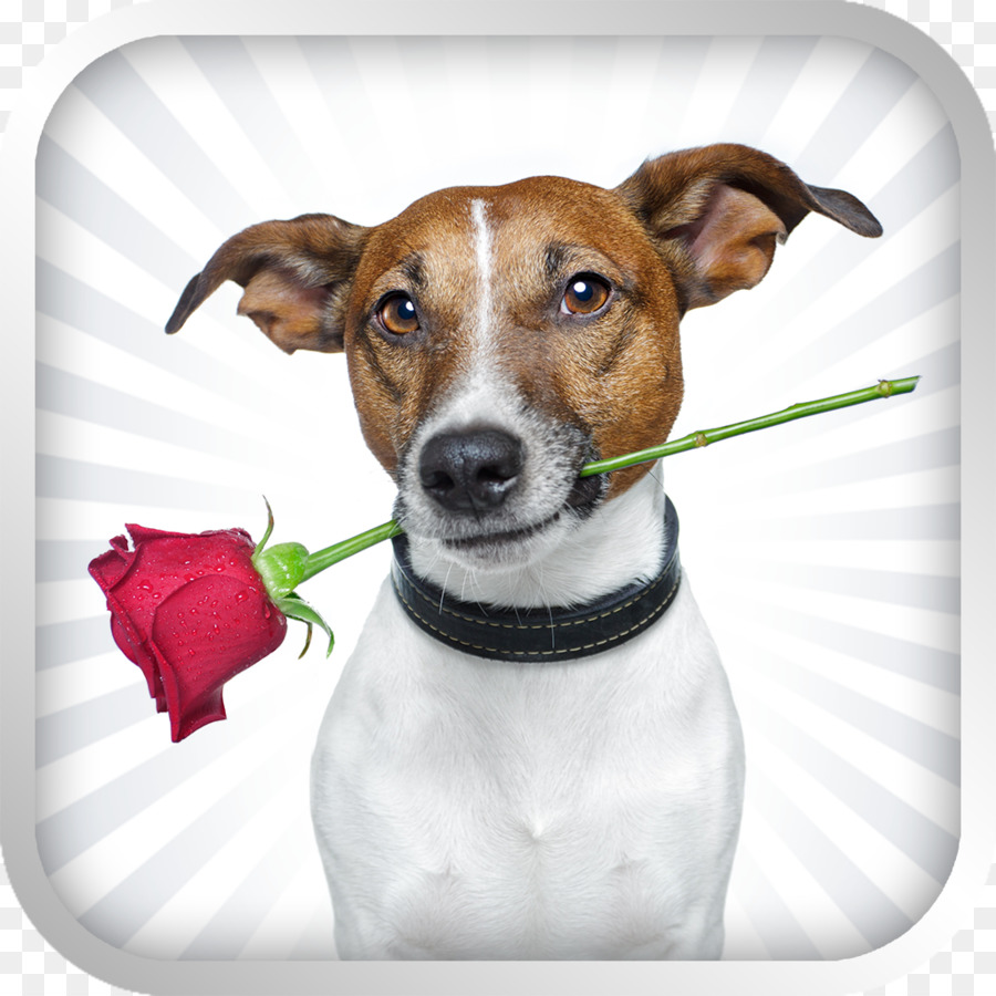 Jack Russell Terrier，Cachorro PNG