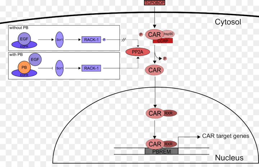 Constitutiva Del Receptor Androstano，Receptor PNG