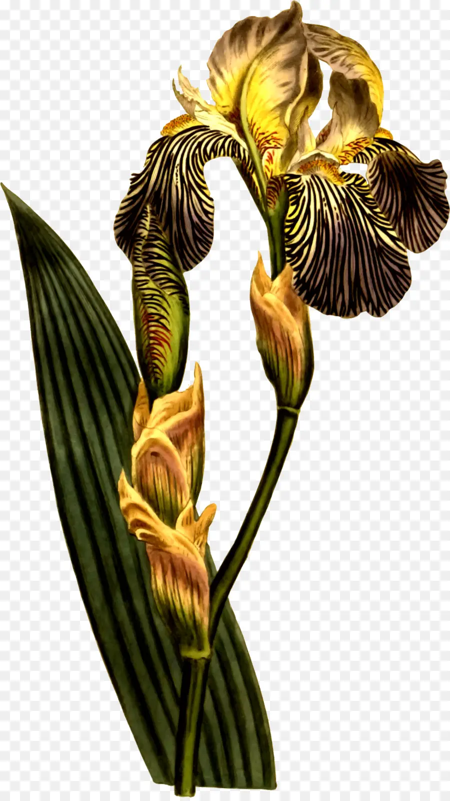 Orquídea，Flor PNG