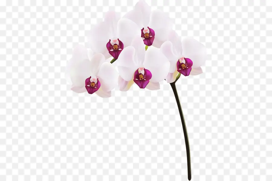 Orquídea Blanca，Planta PNG