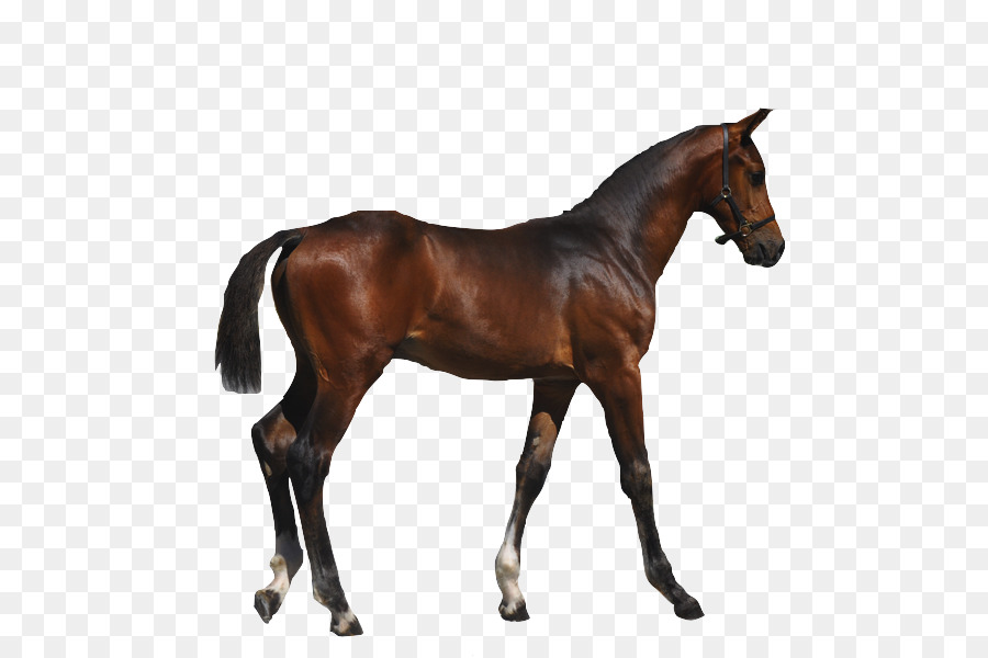 Potro，Caballo PNG