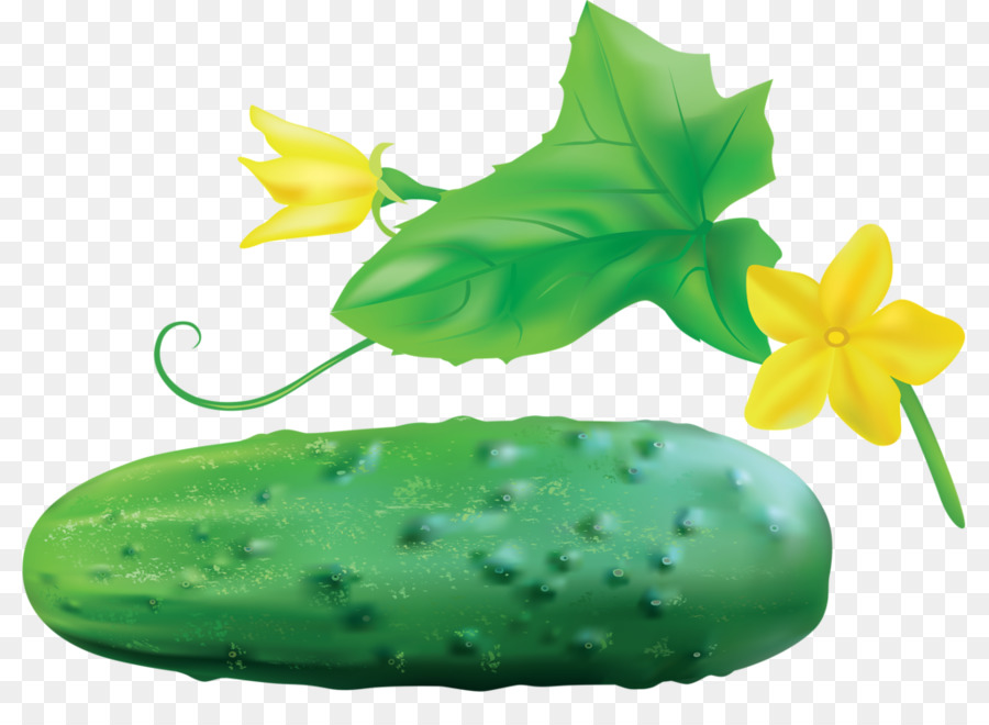 Pepino，Pepino Encurtido PNG