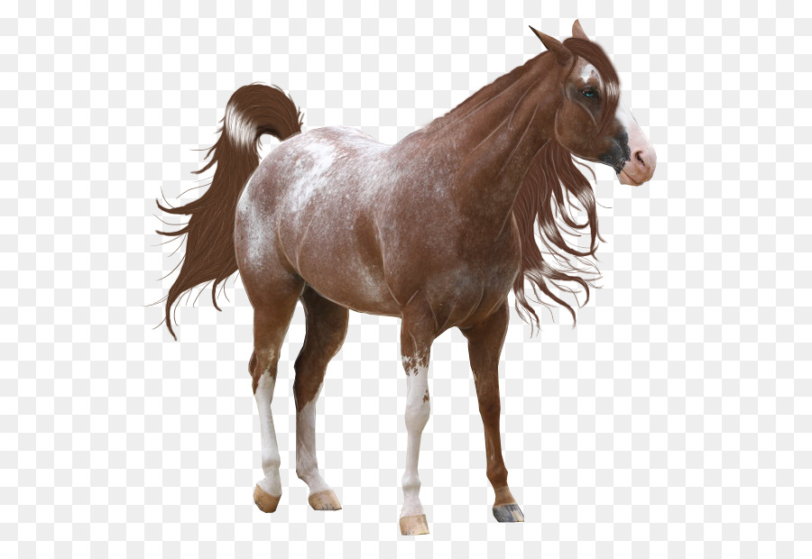 Mane，American Paint Horse PNG