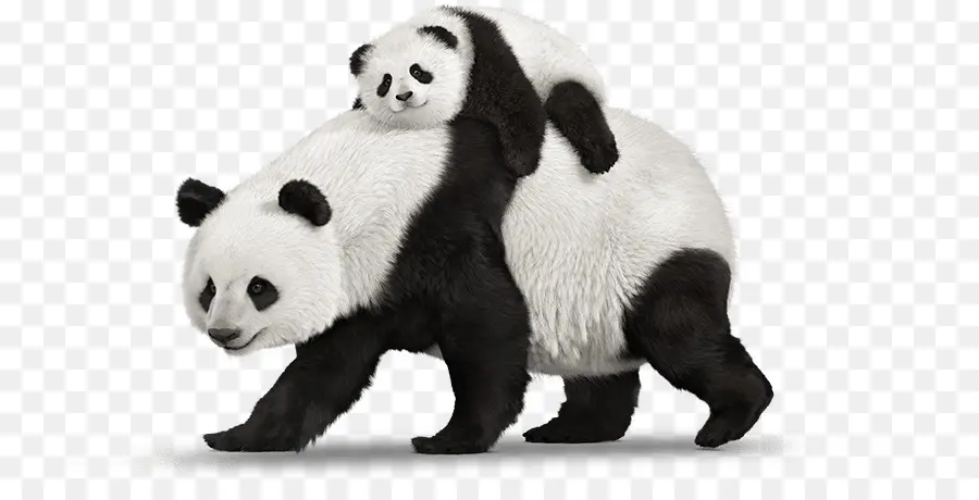 Pandas，Madre PNG