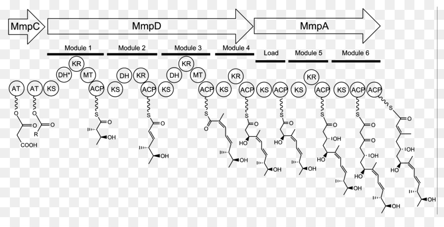 Mupirocina，La Biosíntesis De PNG