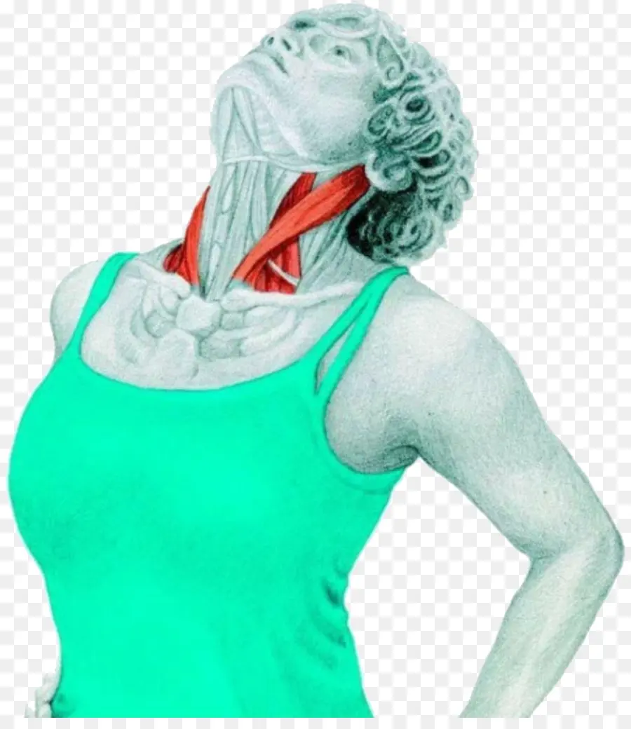 Estiramiento Del Cuello，Músculo PNG