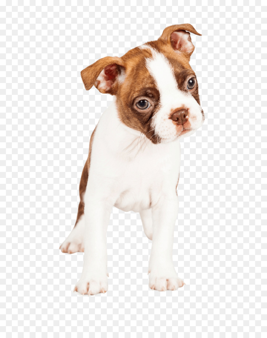 Boston Terrier，Cachorro PNG