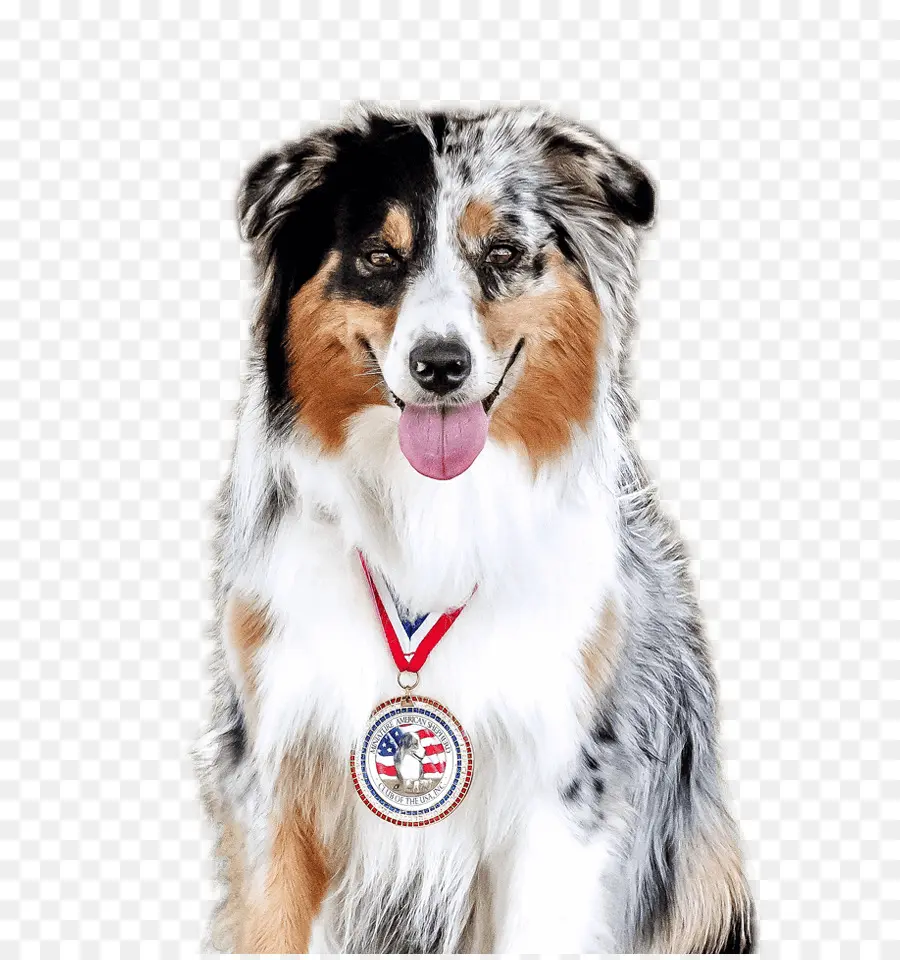 Perro Con Medalla，Otorgar PNG